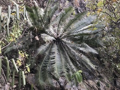 Dioon edule