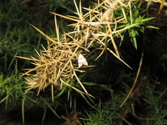 Gymnobathra hamatella