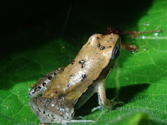 Physalaemus cuqui