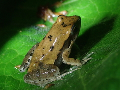Physalaemus cuqui