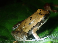 Physalaemus cuqui
