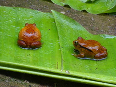 Dyscophus antongilii