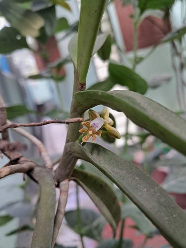 Wight's Acampe (Acampe praemorsa)
