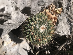 Mammillaria roseoalba