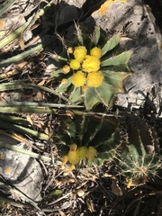 Ferocactus echidne victoriensis