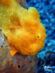 Antennarius pictus