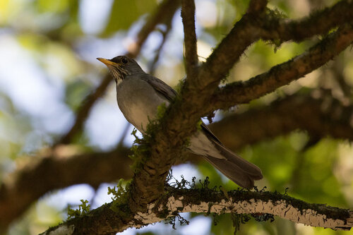 Blacksmith Thrush (Turdus subalaris), photo 10