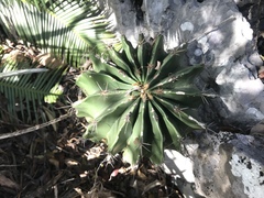 Ferocactus echidne victoriensis