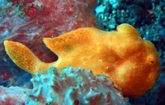 Antennarius pictus