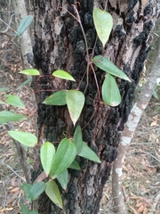Smilax glyciphylla