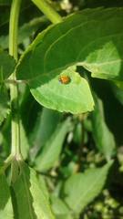 Adalia angulifera