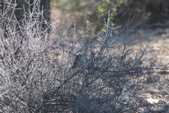 Polioptila melanura