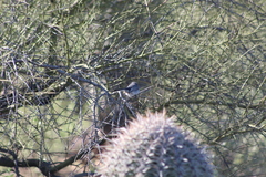 Polioptila melanura