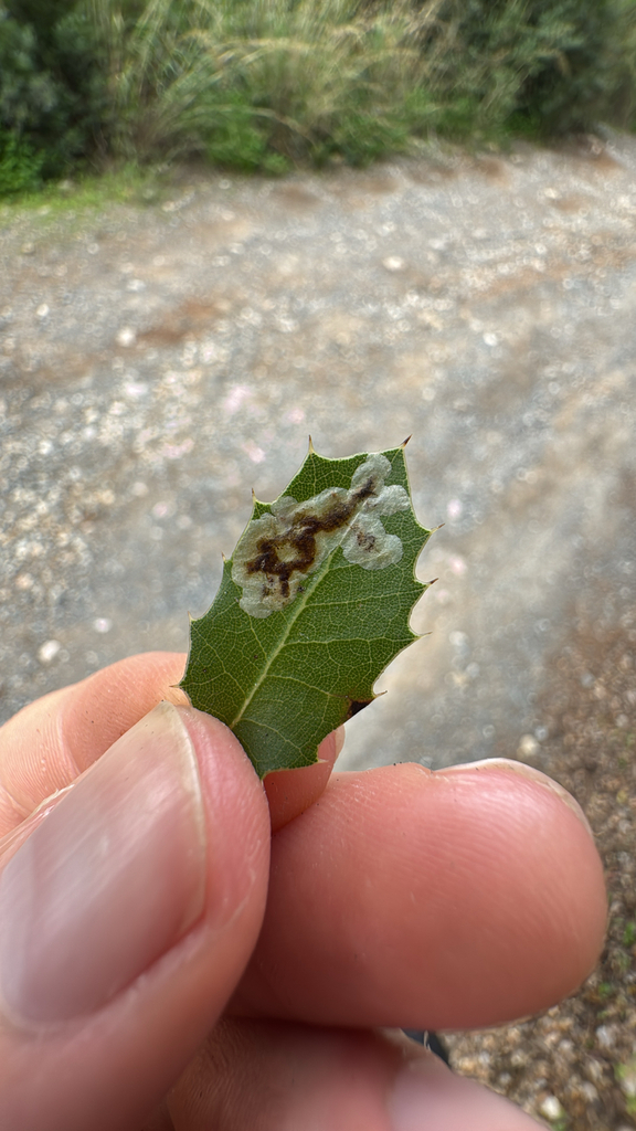 Phyllonorycter belotella