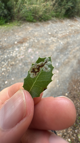 Phyllonorycter belotella
