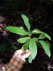 Image of Ixora nicaraguensis