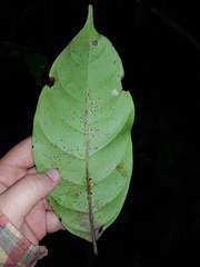 Pouteria izabalensis