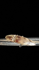 Conoderus fuscofasciatus