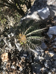 Ferocactus echidne victoriensis