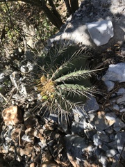 Ferocactus echidne victoriensis