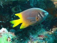 Neoglyphidodon nigroris