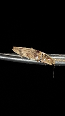Conoderus fuscofasciatus