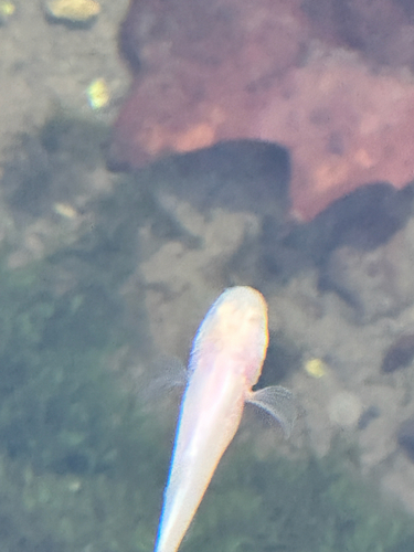 Ozark cavefish (Amblyopsis rosae) — Amblyopsidae — 3