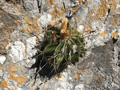 Ferocactus echidne victoriensis
