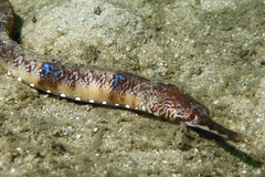 Filicampus tigris