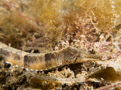 Filicampus tigris