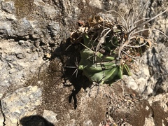 Ferocactus echidne victoriensis