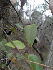 Smilax glyciphylla