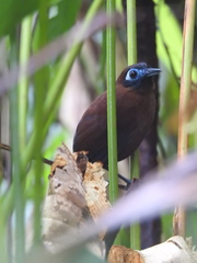 Hafferia zeledoni
