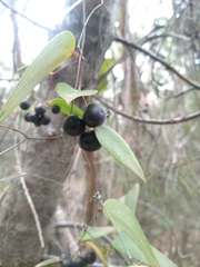 Smilax glyciphylla