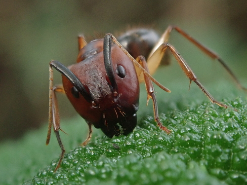Camponotus borellii