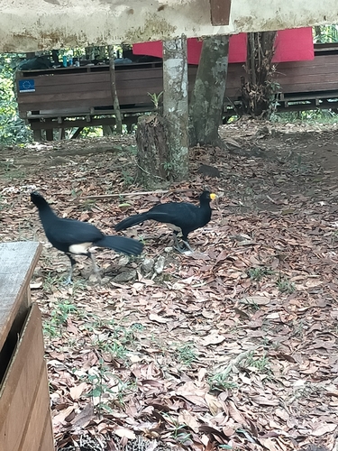 Black Curassow (Crax alector), photo 7