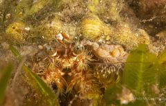 Dardanus pedunculatus