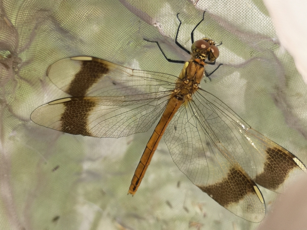 Banded Darter from Bayandelger, Töv, Mongolia on August 1, 2022 at 03: ...
