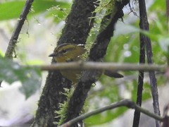 Myiothlypis chlorophrys
