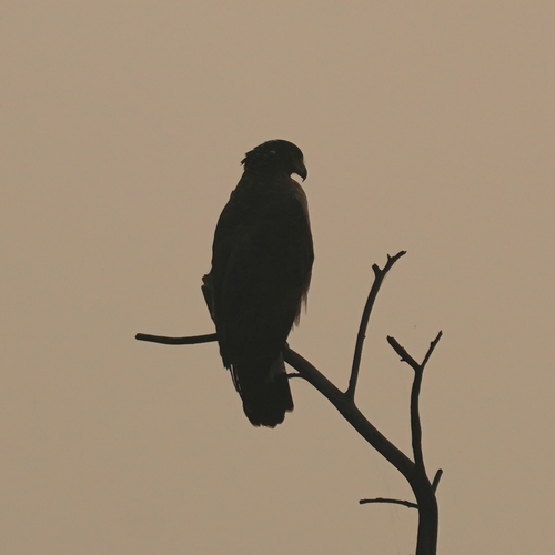 Crested Serpent-Eagle
