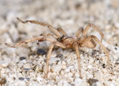 Aptostichus anzaborrego