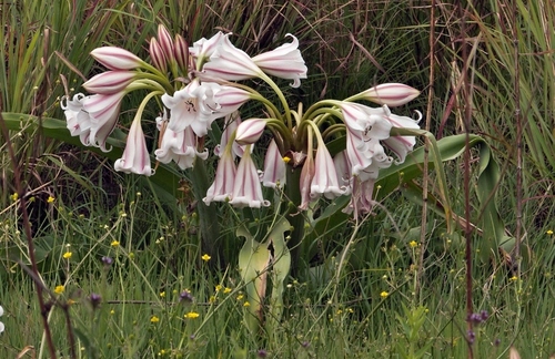 Crinum macowanii, photograph 3