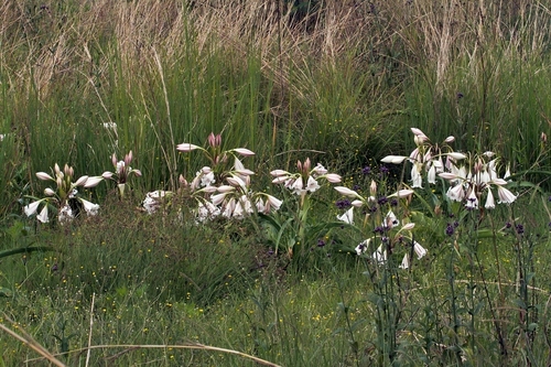 River Swamplily (Crinum macowanii)