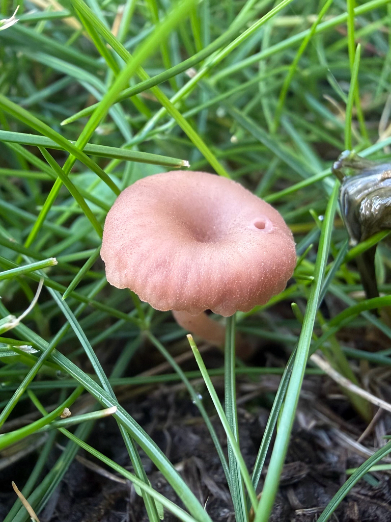Contumyces rosellus · November 2025 · photo: © hh525 (iNaturalist, cc-by)