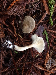 Spodocybe trulliformis