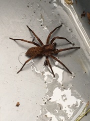 Uliodon albopunctatus