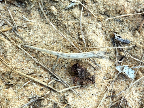 Pygmy Grass Chameleon