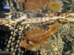 Cantherhines pardalis