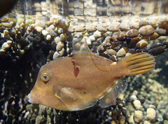 Cantherhines pardalis