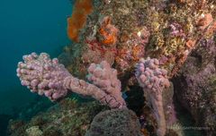 Pyura spinifera